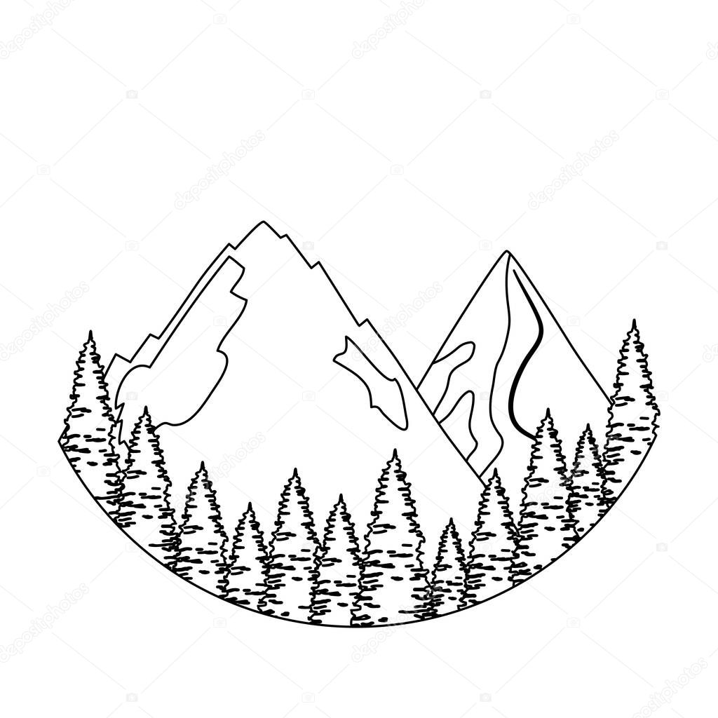 pines trees forest with mountains scene