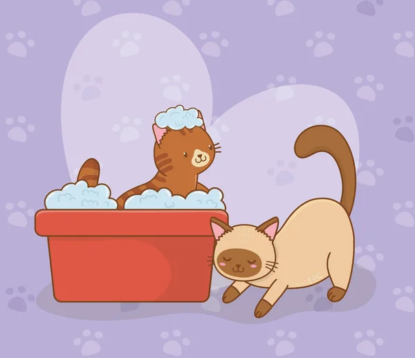 Aranyos kis macskák kabalái karakterek — Stock Vector