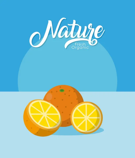 Oranges nature fruit — Stock Vector