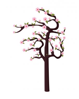 kiraz çiçeği ağacı