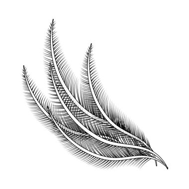 doğa tüy çizgi film