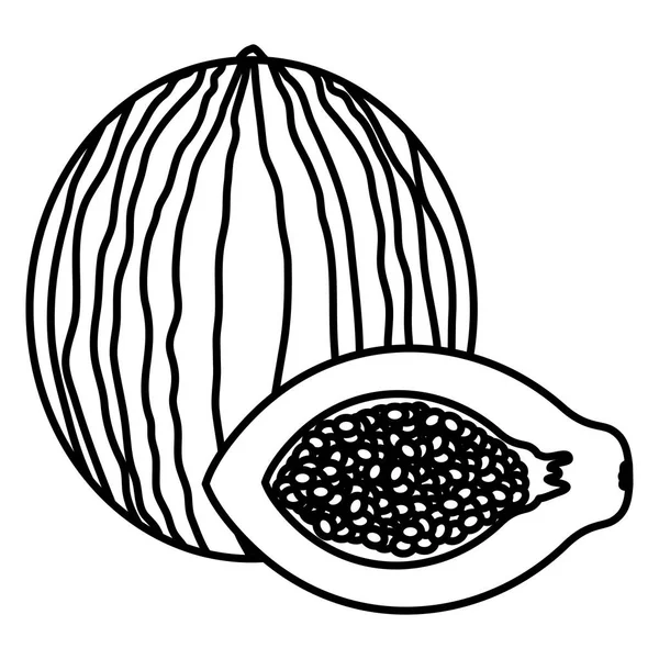 Čerstvá papája a meloun — Stockový vektor