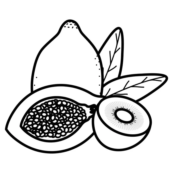 Свежая папайя с фруктами киви — стоковый вектор