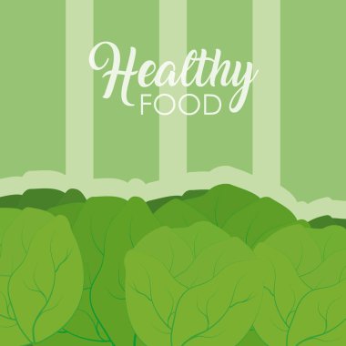 Marul sağlıklı gıda