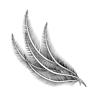 doğa tüy çizgi film