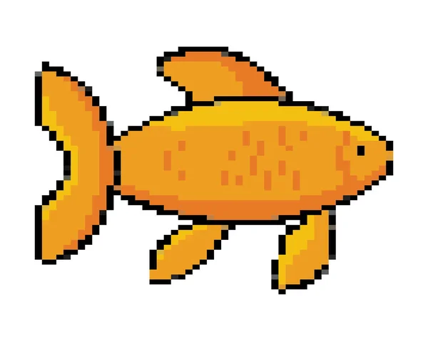 Ilustrasi vektor desain ikan emas yang terisolasi - Stok Vektor
