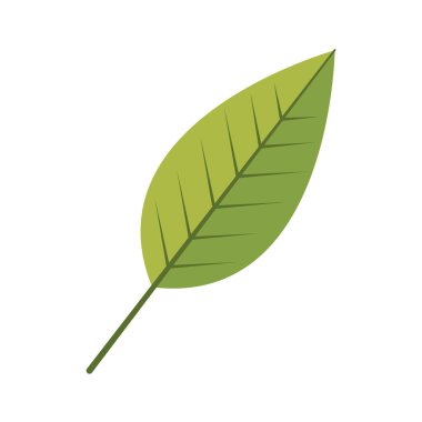 İzole yaprak tasarım vektör