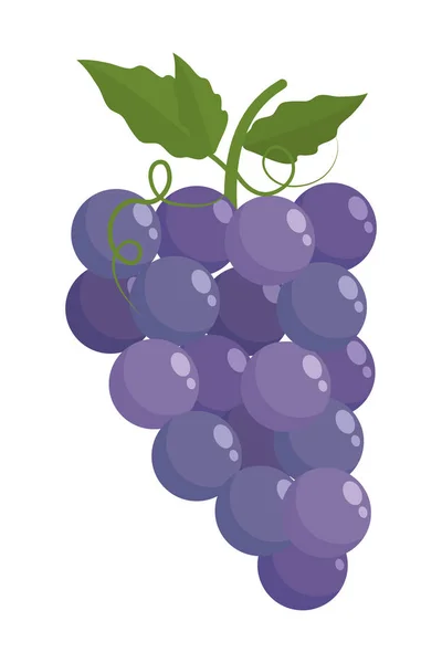 Frutos aislados de uvas con diseño de hojas — Vector de stock