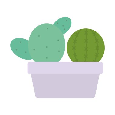 kare seramik pot egzotik kaktüs bitkiler