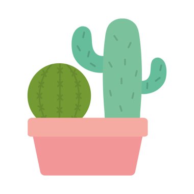 kare seramik pot egzotik kaktüs bitkiler