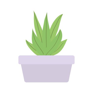 kare seramik pot ev bitki