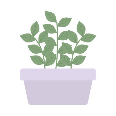 kare seramik pot ev bitki