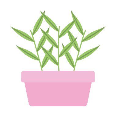 kare seramik pot ev bitki