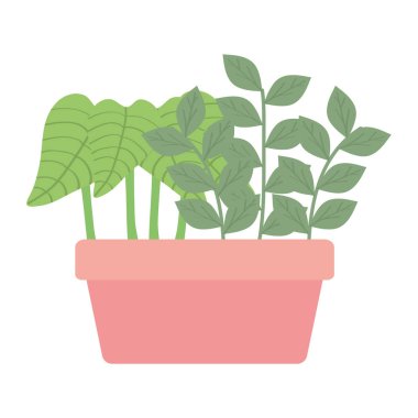 kare seramik pot ev bitki