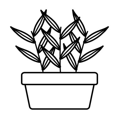 kare seramik pot ev bitki