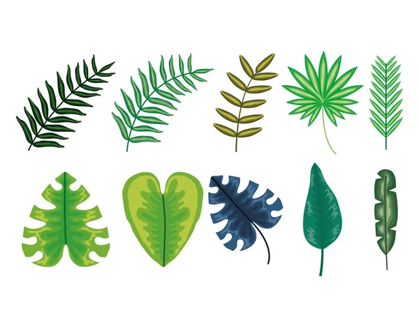 Набор растений тропических листьев — стоковый вектор