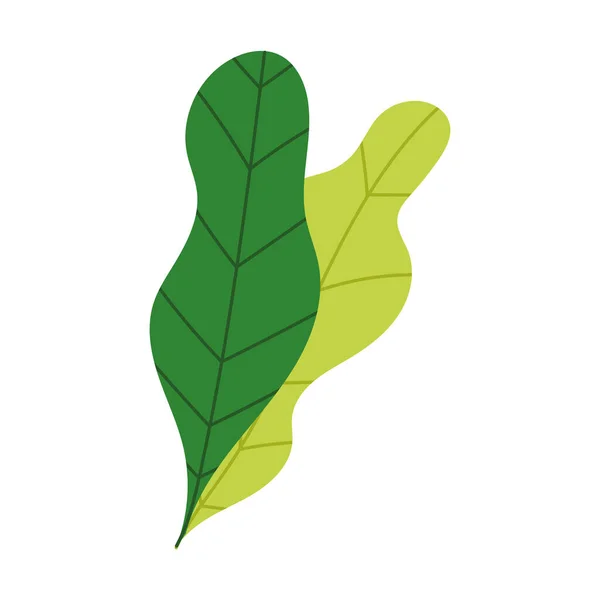 Leaves foliage nature botanical isolated design icon — Stock Vector