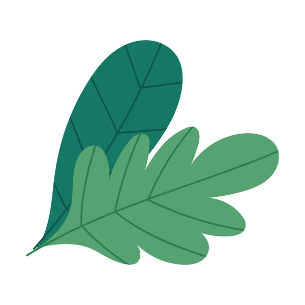 Follaje verde naturaleza botánico aislado icono de diseño — Vector de stock