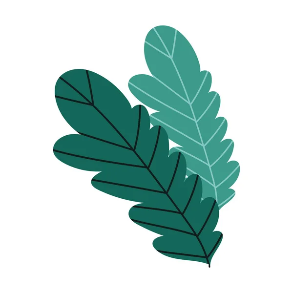 Hojas follaje naturaleza botánica aislado icono de diseño — Vector de stock