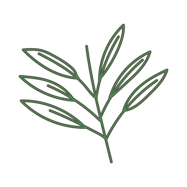Feuilles nature feuillage verdure botanique isolé icône design — Image vectorielle