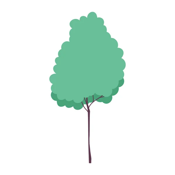 Träd vegetation lövverk skog isolerad ikon design vit bakgrund — Stock vektor