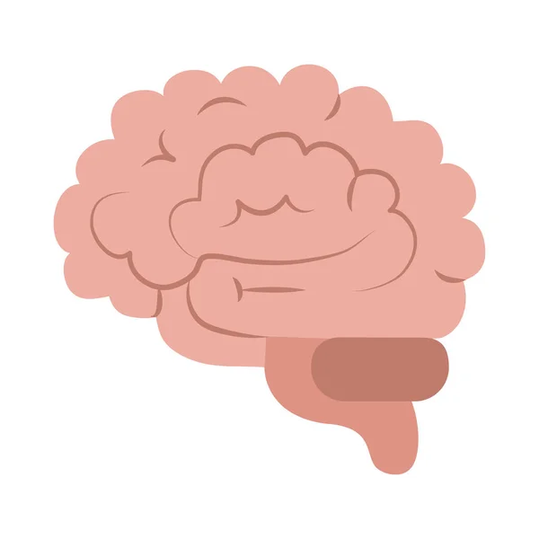 Menselijk brein orgaan denken idee geïsoleerde platte stijl icoon — Stockvector