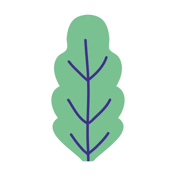 Planta de follaje botánico hoja aislado icono de diseño — Vector de stock