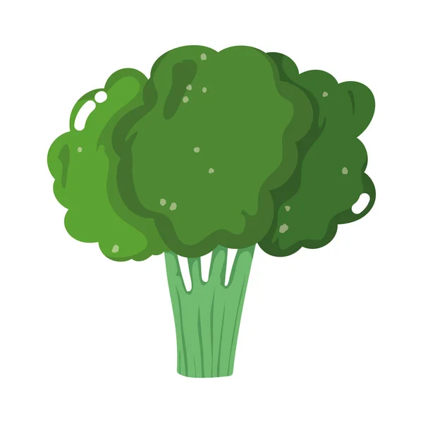 Brócoli vegetal fresco dibujo animado aislado icono fondo blanco — Vector de stock