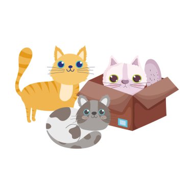 Evcil hayvan dükkanı, karton kutudaki kedi ve evcil hayvan çizgi filmlerindeki kedi yavruları.