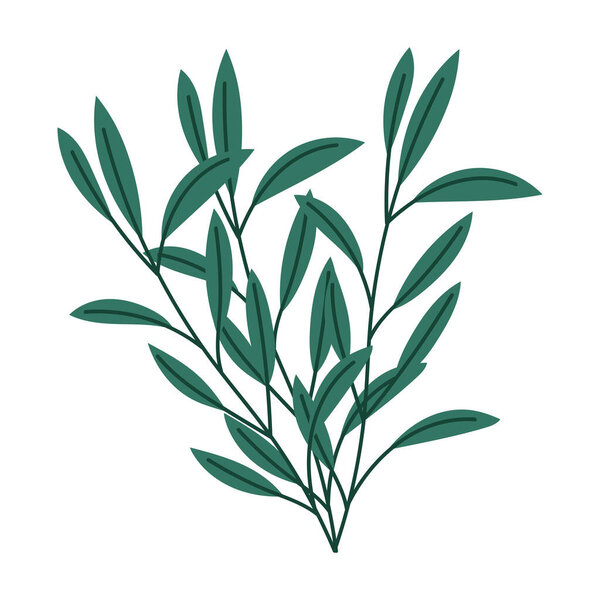 branches foliage natural botanical isolated white background