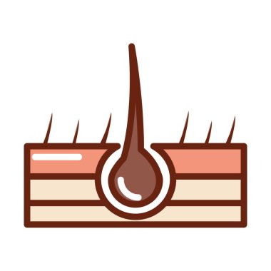 Saç folikülünün insan vücut yapısı anatomi organ sağlığı çizgisi ve ikonu doldur