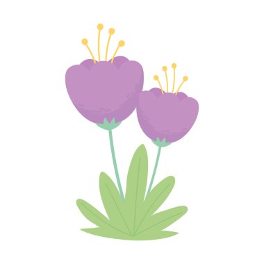 Mor çiçekler ot sapı doğa izole beyaz arkaplan tasarımı