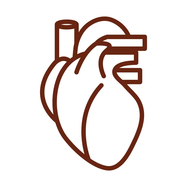 Human body heart veins anatomy organ health line icon style — Stock Vector