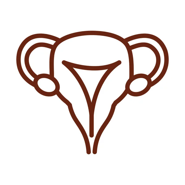 Lidské tělo žena reprodukční systém anatomie orgán zdraví linie ikona styl — Stockový vektor
