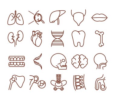 İnsan vücudu anatomisi organları sağlık simgeleri koleksiyon çizgisi tarzı