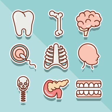 İnsan anatomisi organları diş kemiği beyin baş toraks ikonları koleksiyonu ve dolgu