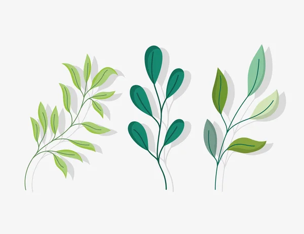 Branches de feuillage feuilles icônes botaniques nature — Image vectorielle
