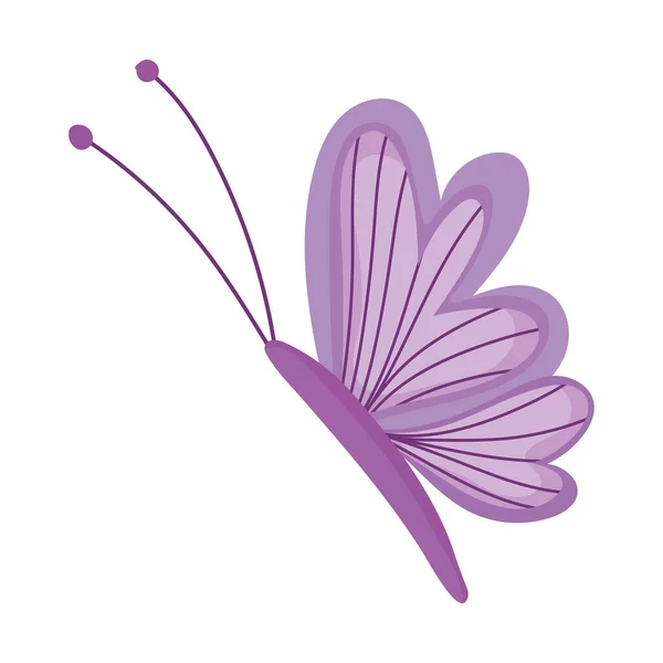 Hermoso insecto mariposa aislado icono fondo blanco — Vector de stock