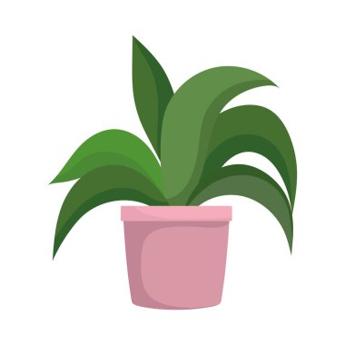 saksı bitkisi dekorasyonu izole edilmiş tasarım beyaz arkaplan