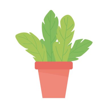 Saksı bitkisi dekorasyonu izole edilmiş beyaz arkaplan