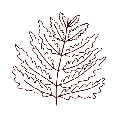 banch yaprağı sonbahar izole edilmiş tasarım beyaz arkaplan çizgisi biçimi