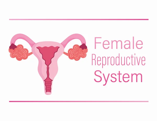 Female human reproductive system ovary, vagina, uterus structure — Διανυσματικό Αρχείο