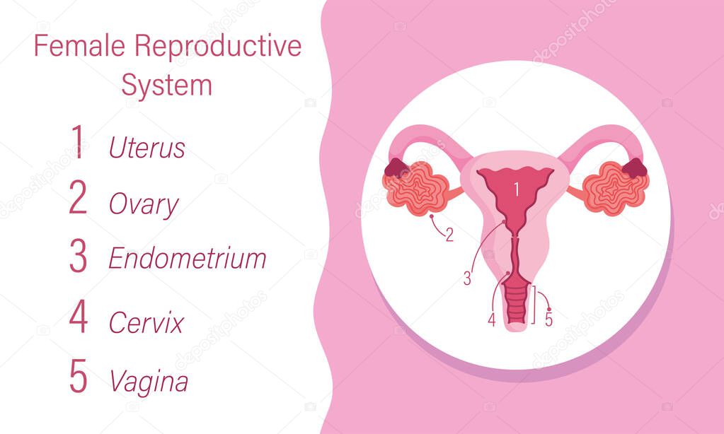 female human reproductive system diagram of the internal organ