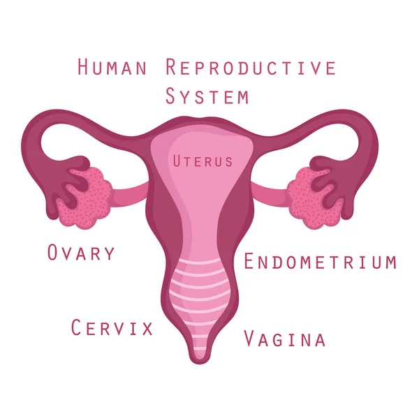Órganos de anatomía del sistema reproductor humano femenino — Archivo Imágenes Vectoriales