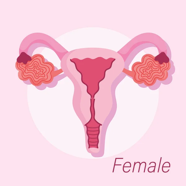 Sistema reproductivo humano femenino ginecología anatomía salud — Vector de stock