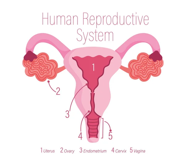 Γυναικείο ανθρώπινο αναπαραγωγικό σύστημα, υγιές εσωτερικό όργανο — Διανυσματικό Αρχείο