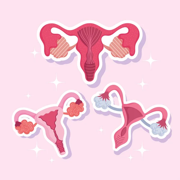 Female human reproductive system, anatomy gynecology women, set uterus — Stock Vector