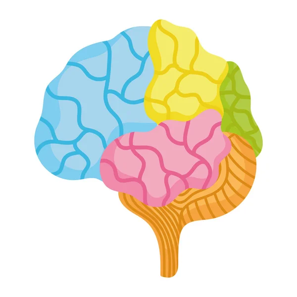 Parti del cervello umano colorato organo isolato stile icona — Vettoriale Stock