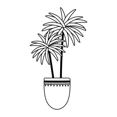 saksılı palmiye bitkisi dekorasyonu izole edilmiş beyaz arkaplan