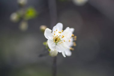 Beyaz çiçek fotoğrafı. Bahar meyve dalları çiçek üzerinde kapat.